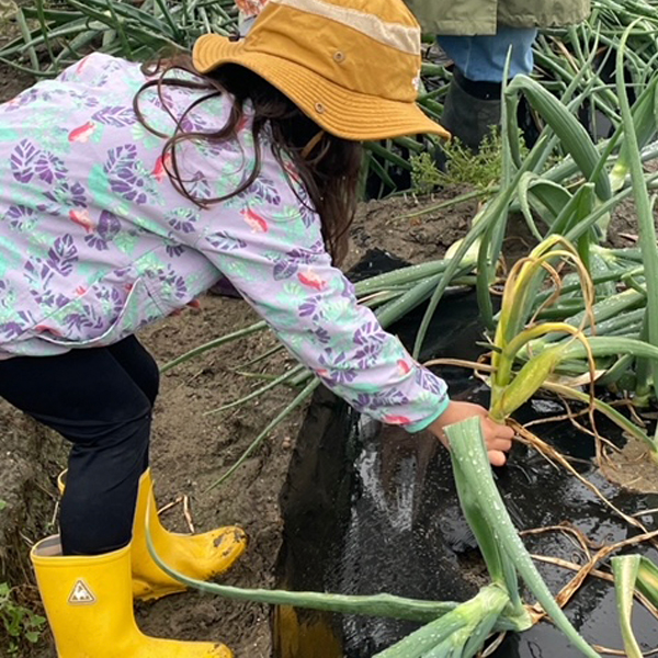 【食育】玉ねぎ収穫体験