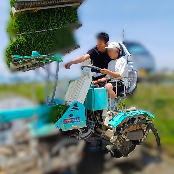 【食育】稲刈り体験